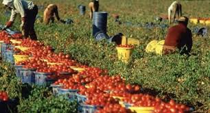 Firmato il “Protocollo Regionale” contro lo sfruttamento ed il lavoro nero ed irregolare in agricoltura.