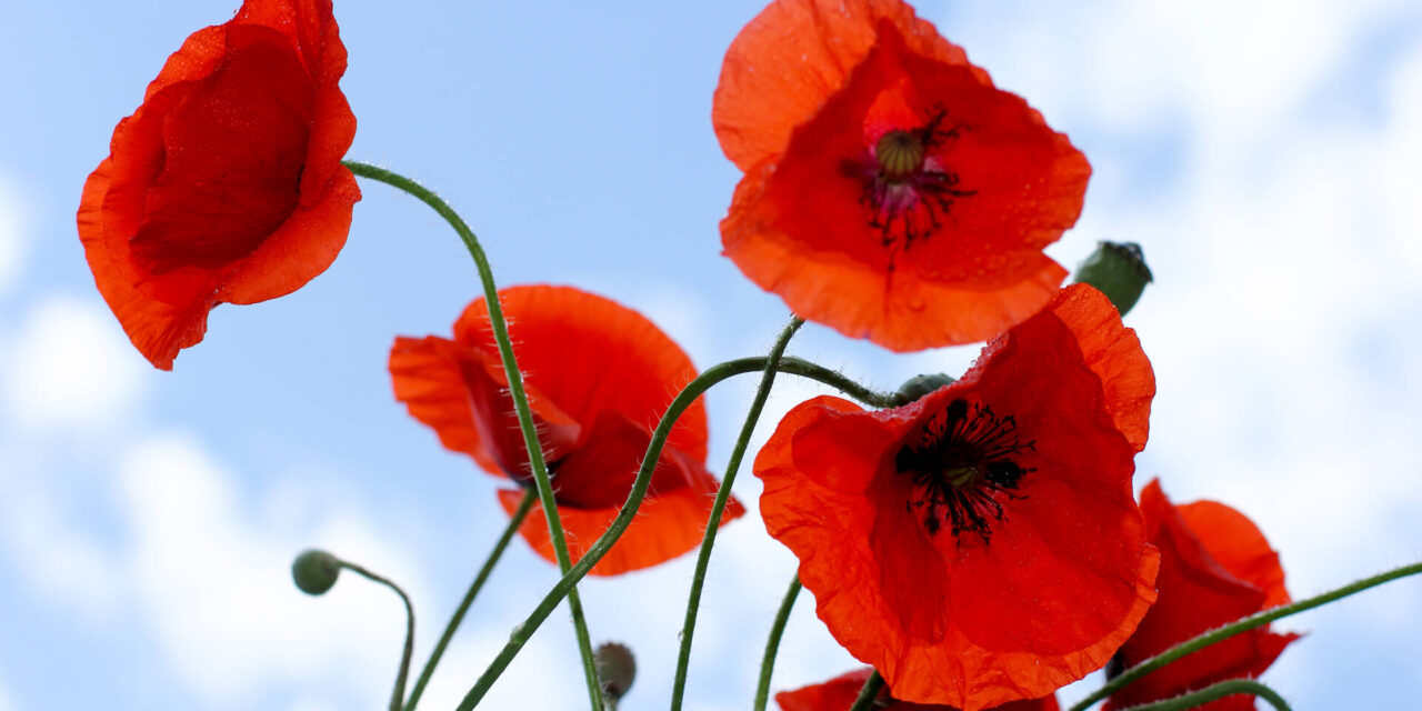 Fiaccolata per celebrare la festa della Liberazione del 25 aprile