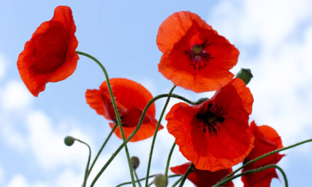 Fiaccolata per celebrare la festa della Liberazione del 25 aprile